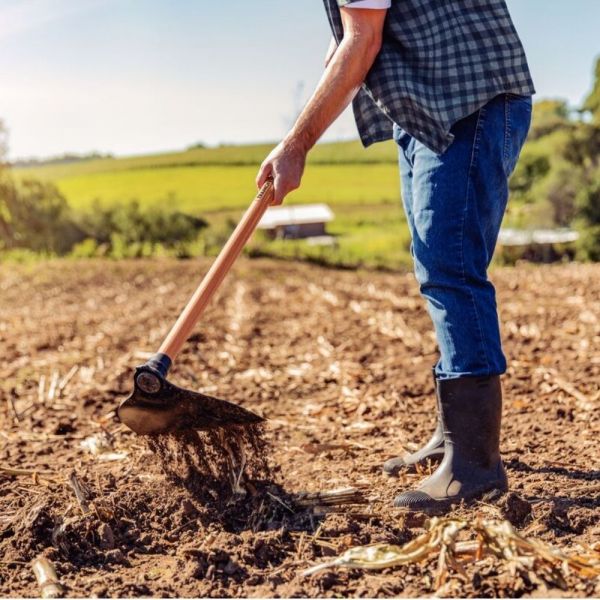 Enxada Canavieira goivada 2.5 T C/Cabo de Madeira 145 cm Tramontina  