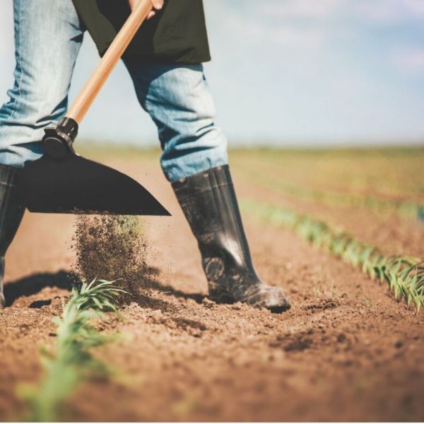 Enxada Canavieira goivada 2.5 T C/Cabo de Madeira 145 cm Tramontina  
