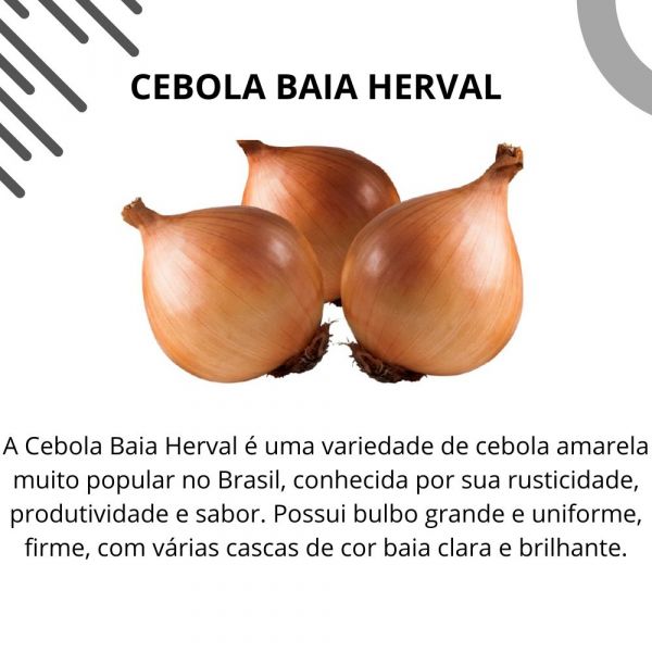 Semente Hortaliça Cebola Baia Herval