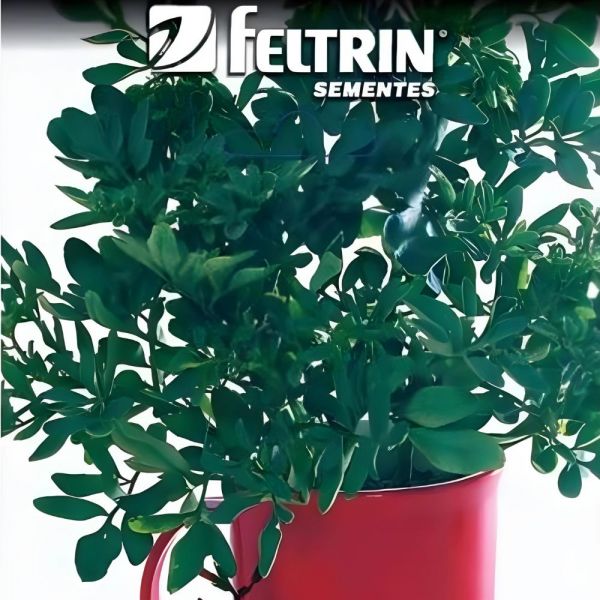 Semente de Ervas de Arrudas 100Mg Feltrin