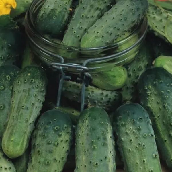 Semente Pepino Conserva Wisconsin Feltrin 