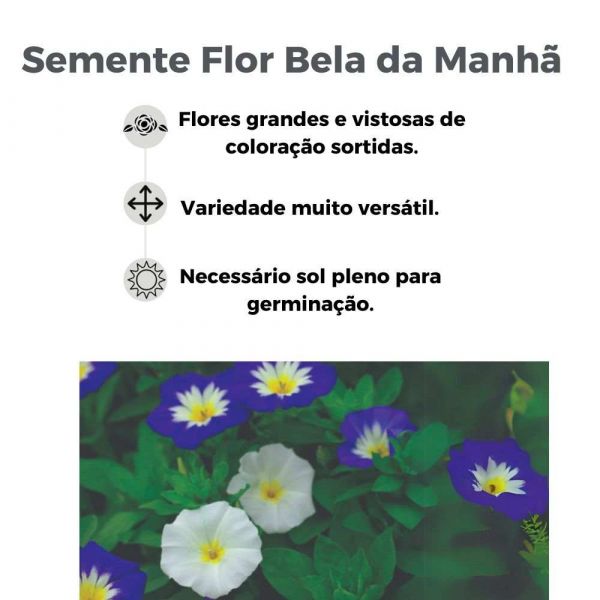 Semente Flor Bela da Manhã 1G Feltrin